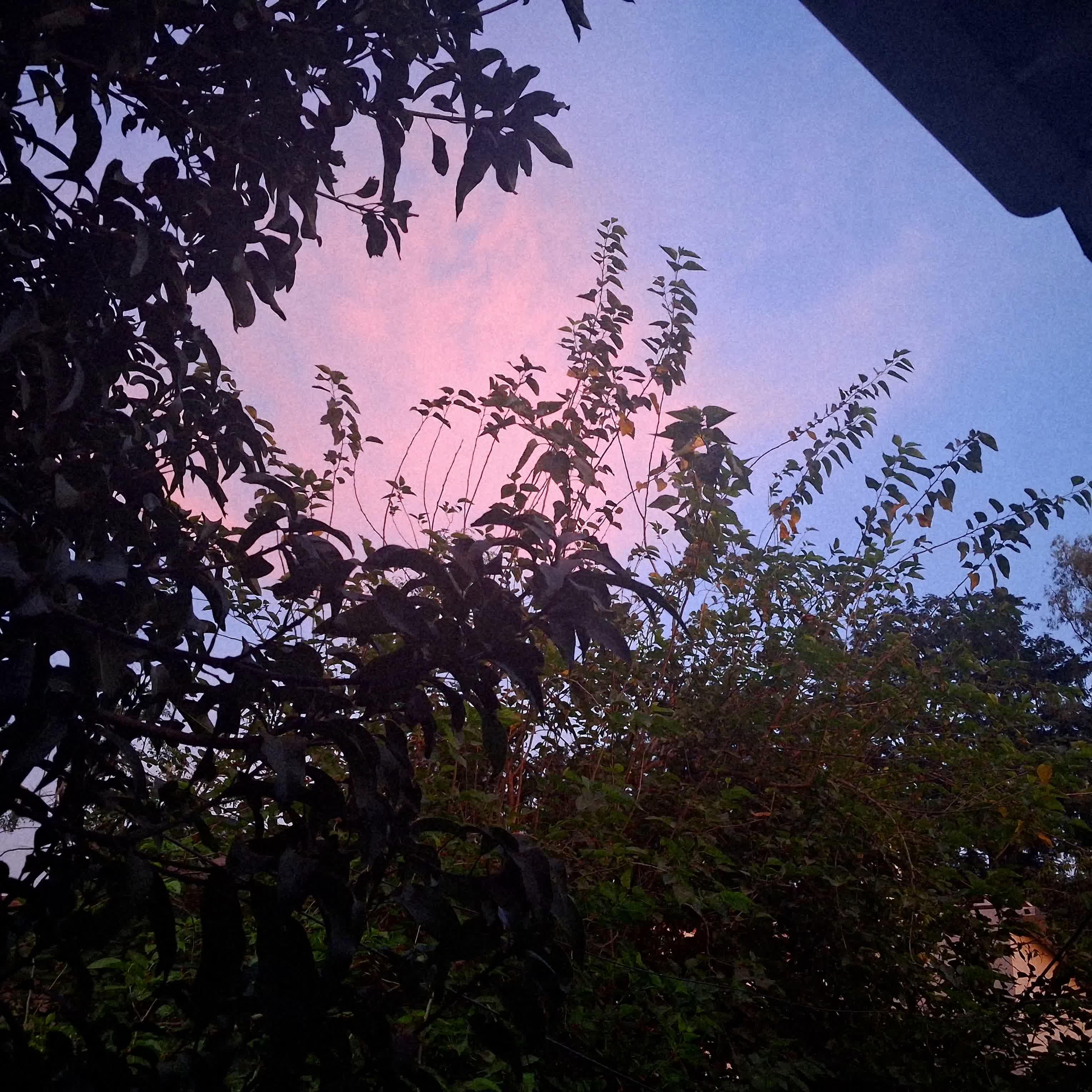 Shot: tree1.jpg